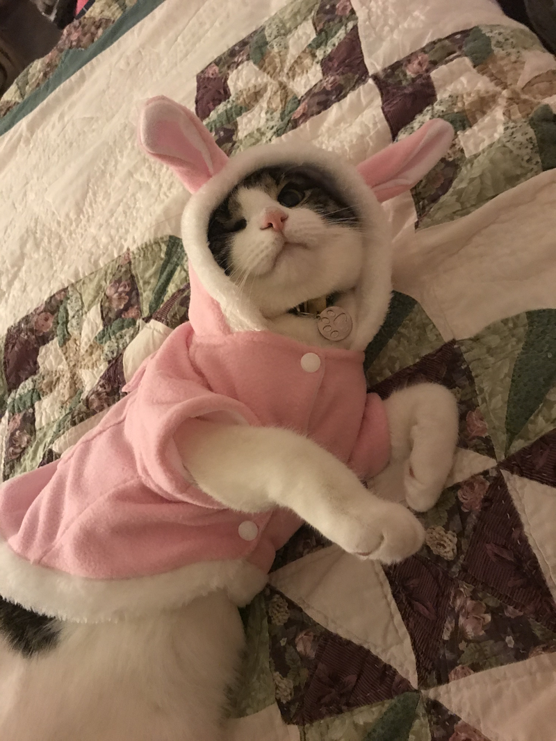 A cat in a bunny costume