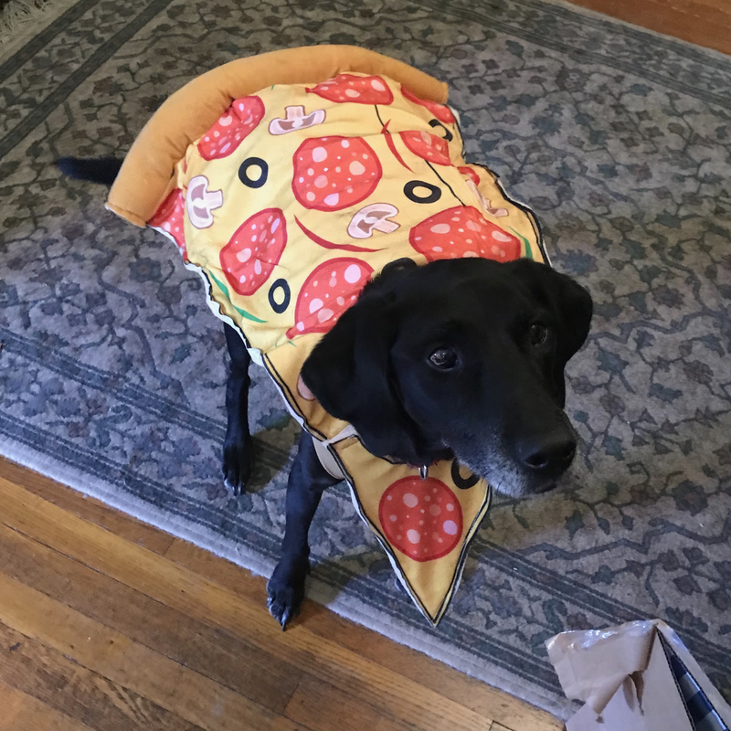 A black lab in a pizza slice costume