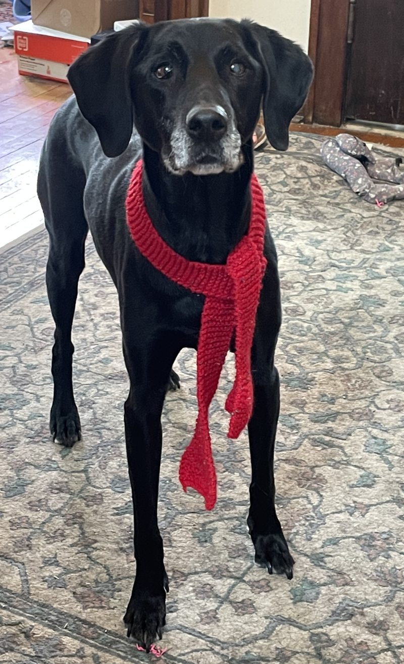 A scarf on my dog 