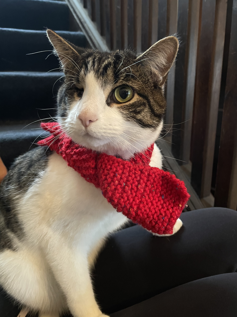 A scarf on Maggie's cat 